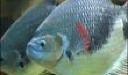 Neupré : aquarium géant